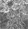 Echinacea%20plant%20named%20%27Dixie%20Blaze%27