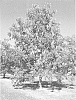 Carya%20illinoinensis%20%27Pecan%20ELLIS%27