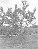 Prunus%20avium%20%28L.%29%20L.%20%27FIRELAM%27