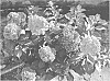 Hydrangea%20macrophylla%20%28Thunb.%29%20Ser.%20%27PIIHM-II%27