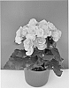 Begonia%20hiemalis%20%27LYDIA%27
