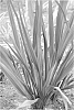 Phormium%20cookianum%20x%20Phormium%20tenax%20%27Joker%27