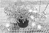 Delosperma%20cooperi%20%27WOWDRW5%27