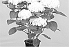 Hydrangea%20macrophylla%20%27HORTMABRID%27