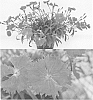 Dianthus%20x%20hybrida%20%27Sunnade%20Pintatsu%27