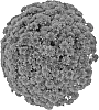 Chrysanthemum%20x%20morifolium%20%27Fimmsunred%27