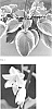Hosta%20hybrid%20%28Tratt.%29%20%27Bridal%20Falls%27