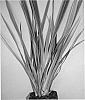 Phormium%20cookianum%20x%20Phormium%20tenax%20%27Trident%27