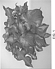 Caladium%20x%20hortulanum%20%27UF%204424%27