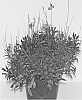 Gaura%20lindheimeri%20%27GBAPI01-0%27