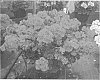 Pelargonium%20%27KLEIZ13366%27