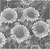 Gaillardia%20plant%20named%20%27Sunset%20Popsy%27