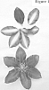 Clematis%20viticella%20%27Evipo040%27