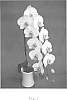 Phalaenopsis%20%27Younghome%20Venus%27