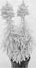 Antirrhinum%20majus%20%27Snap%20Daddy%20Peach%27