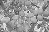 Apricot%20Tree%20Named%20%27APRIREVE%27