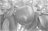 Nectarine%20tree%20named%20%27NECTARANGEL%27