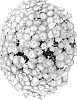 Chrysanthemum%20x%20morifolium%20%27Fimmdayappleblos%27