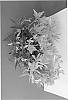 Begonia%20boliviensis%20%27BKPBEBVSL%27