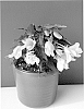 Begonia%20boliviensis%20%27BKPBEBVLM%27