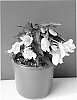 Begonia%20boliviensis%20%27BKPBEBVLM%27