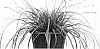 Carex%20oshimensis%20%27Everlime%27