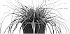 Carex%20oshimensis%20%27Everlime%27