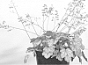 Heuchera%20%27Vulcano%27