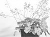 Heuchera%20%27Vulcano%27