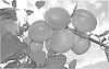 Prunus%20armeniaca%20L.%20%27APRINEW%27