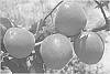 Prunus%20armeniaca%20L.%20%27APRIDELICE%27