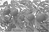 Prunus%20persica%20var.%20nucipersica%20%28L.%29%20Batsch.%20%27NECTABINGO%27
