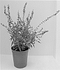 Perovskia%20atriplicifolia%20%27CrazyBlue%27