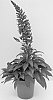 Digitalis%20x%20hybrida%20%27Takforugl%27