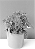 Begonia%20boliviensis%20%27BKPBEBVRD%27