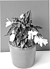 Begonia%20boliviensis%20%27BKPBEBVWT%27