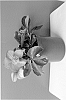 Helleborus%20niger%20x%20%28Helleborus%20x%20hybridus%29%20%27LEM%20100%27