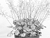 Heuchera%20hybrid%20%27Brown%20Sugar%27
