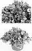 Heuchera%20x%20hybrida%20%27Inheuredfu%27