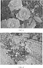 Rosa%20hybrida%20%27Radtreasure%27