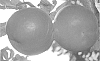 Prunus%20persica%20%28L.%29%20Batsch%20%27CRISPSUN%27