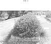 Hardenbergia%20violacea%20%27HB1.08%27