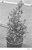 Ilex%20x%20meserveae%20%28I.%20centrochinensis%20x%20I.%20aquifolium%29%20%27Centennial%20Dragon%27