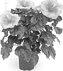 Hibiscus%20rosa-sinensis%20%27Lanlampasas%27