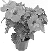 Hibiscus%20rosa-sinensis%20%27Lanbrasos%27