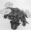 Hibiscus%20rosa-sinensis%20%27Lansabine%27