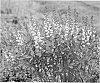 Baptisia%20hybrid%20%27Vanilla%20Cream%27