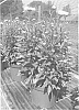 Leucanthemum%20x%20superbum%20%27Real%20Dream%27