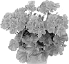 Pelargonium%20zonale%20x%20Pelargonium%20peltatum%20%27Duesarpun%27