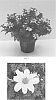 Bidens%20ferulifolia%20%27DANBID7346%27
